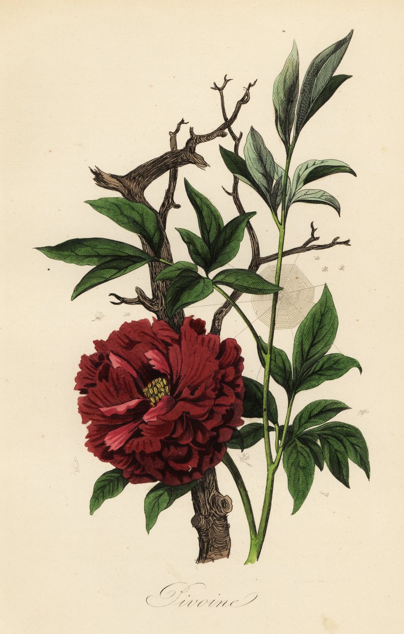 Ortak şakayık, Paeonia officinalis, örümcek ağı ile by French School
