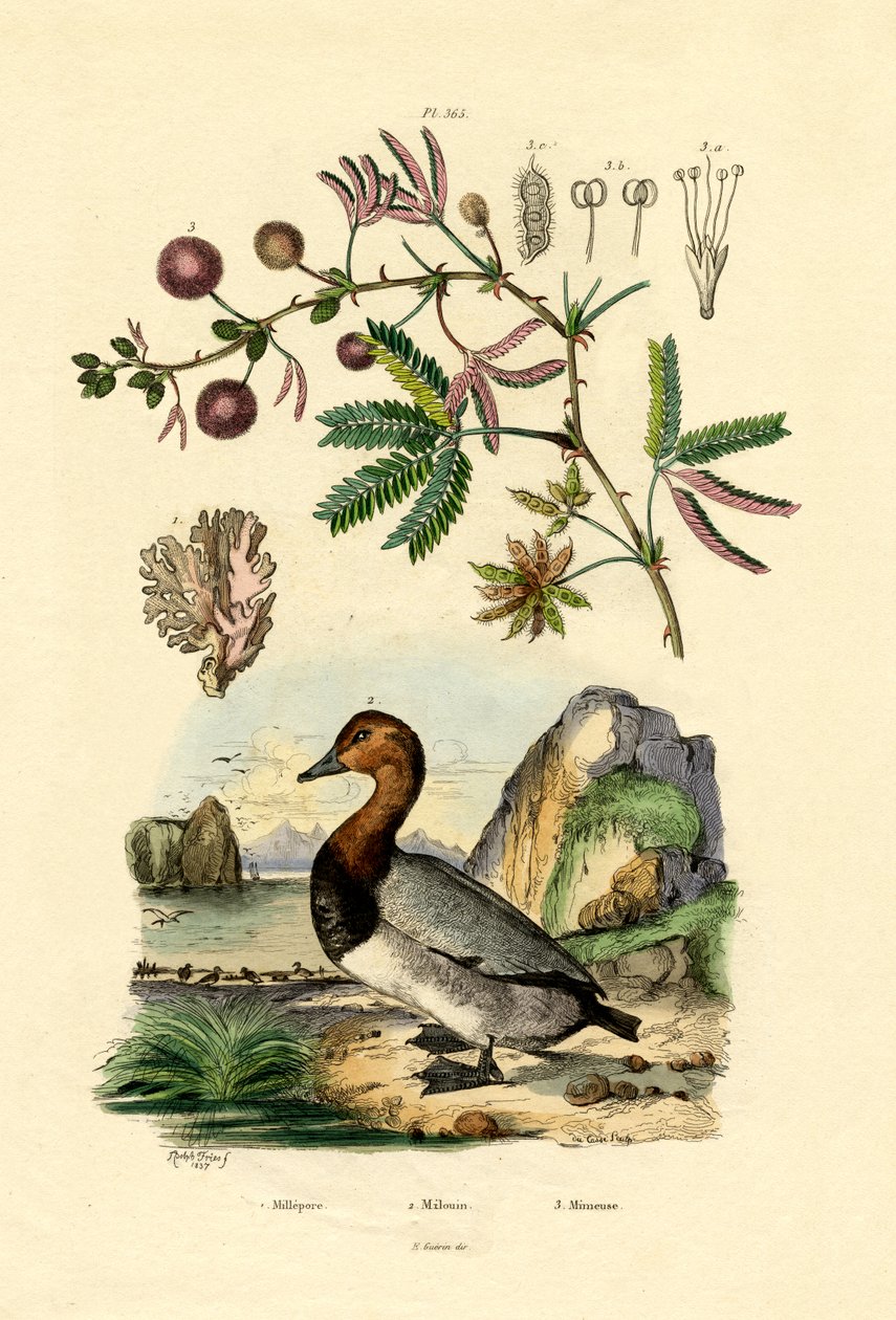 Mercan, 1833-39 by French School