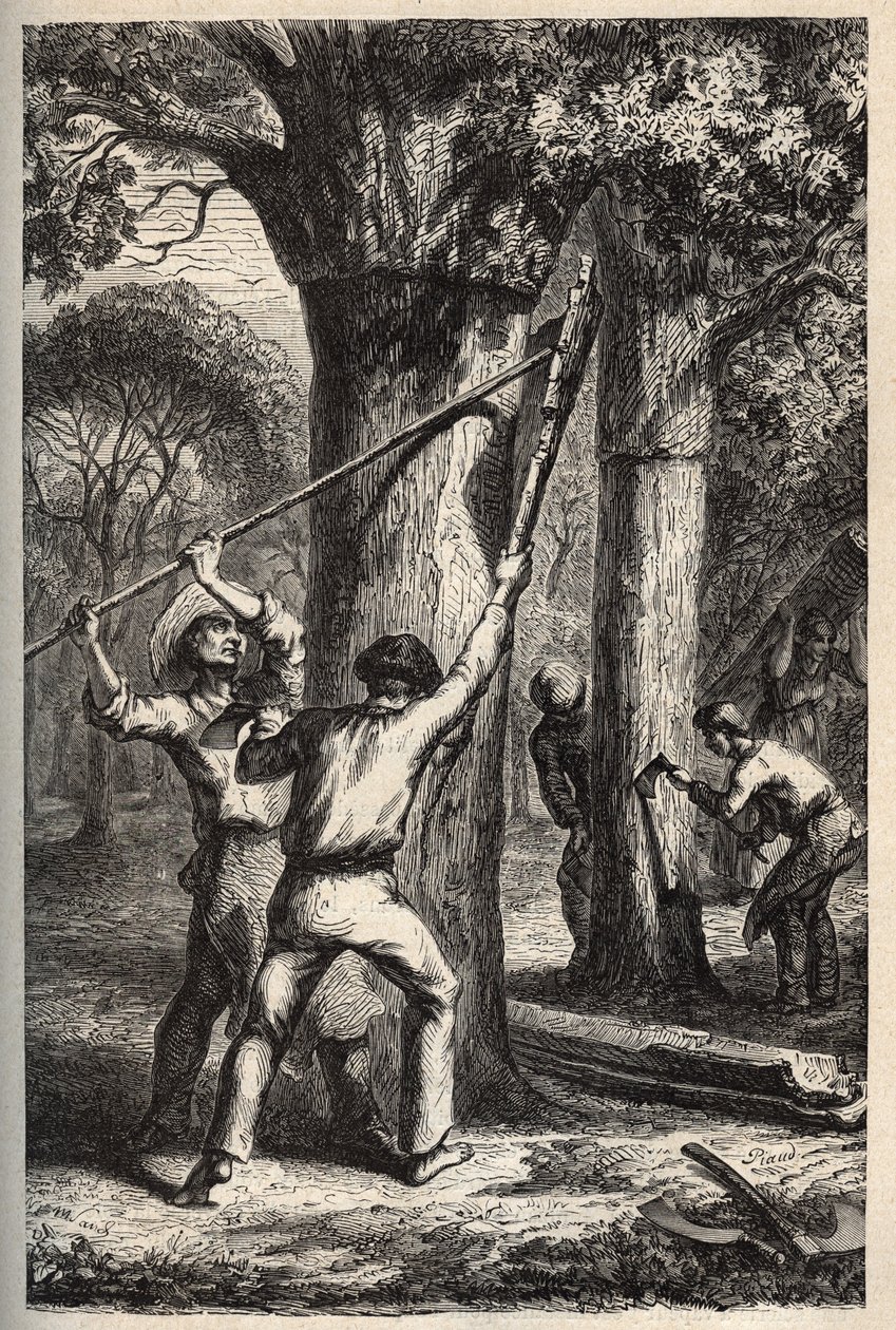 Quercus suber