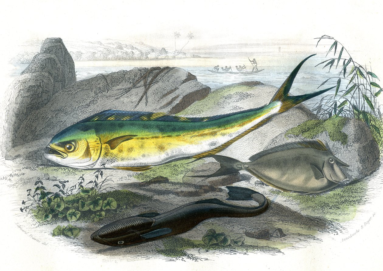 Coryphene Hippurus (coryphene çipura, kamelya balığı) - En bas: echeneis remora et le nason licornet - Bernard Germain de Lacepede (1856-1925) tarafından Doğa Tarihi'nden alınan levha, P.Furme baskısı, Paris by French School