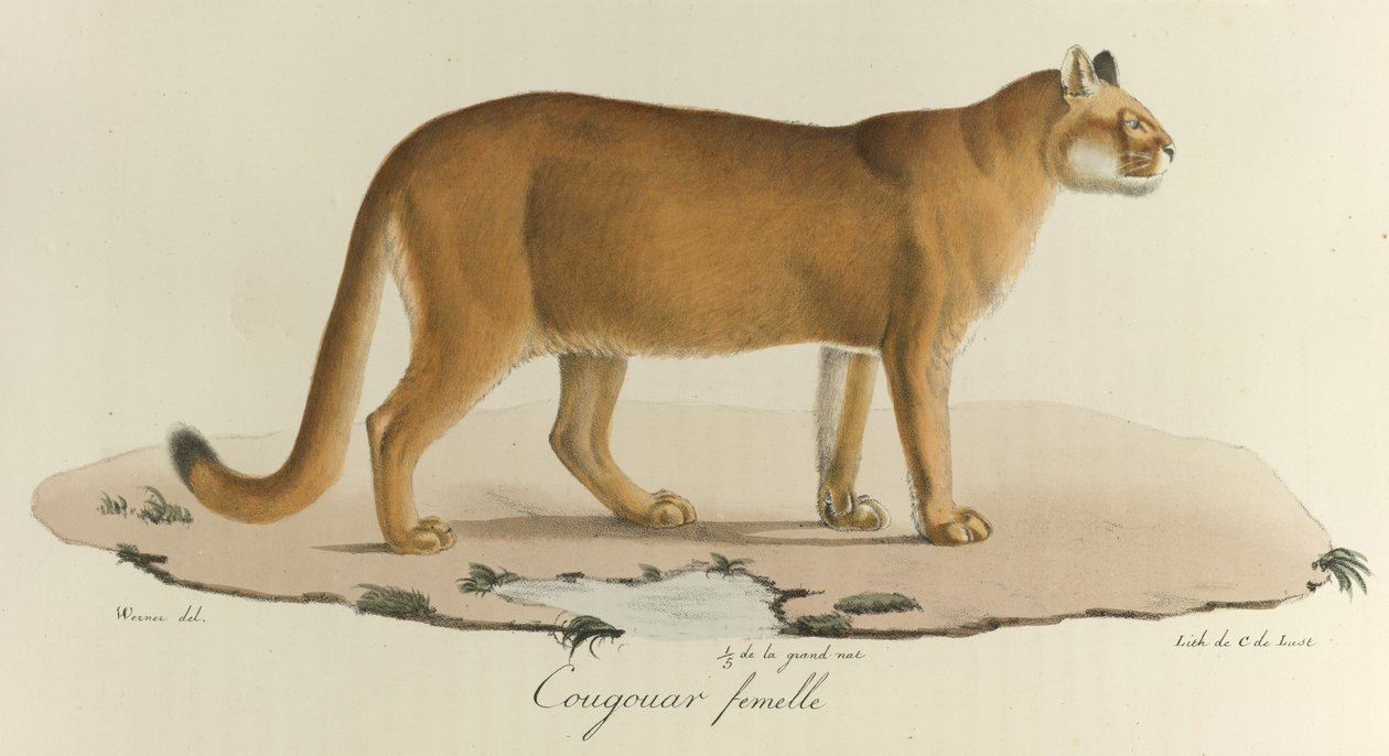 Puma, Bir dişi puma, 