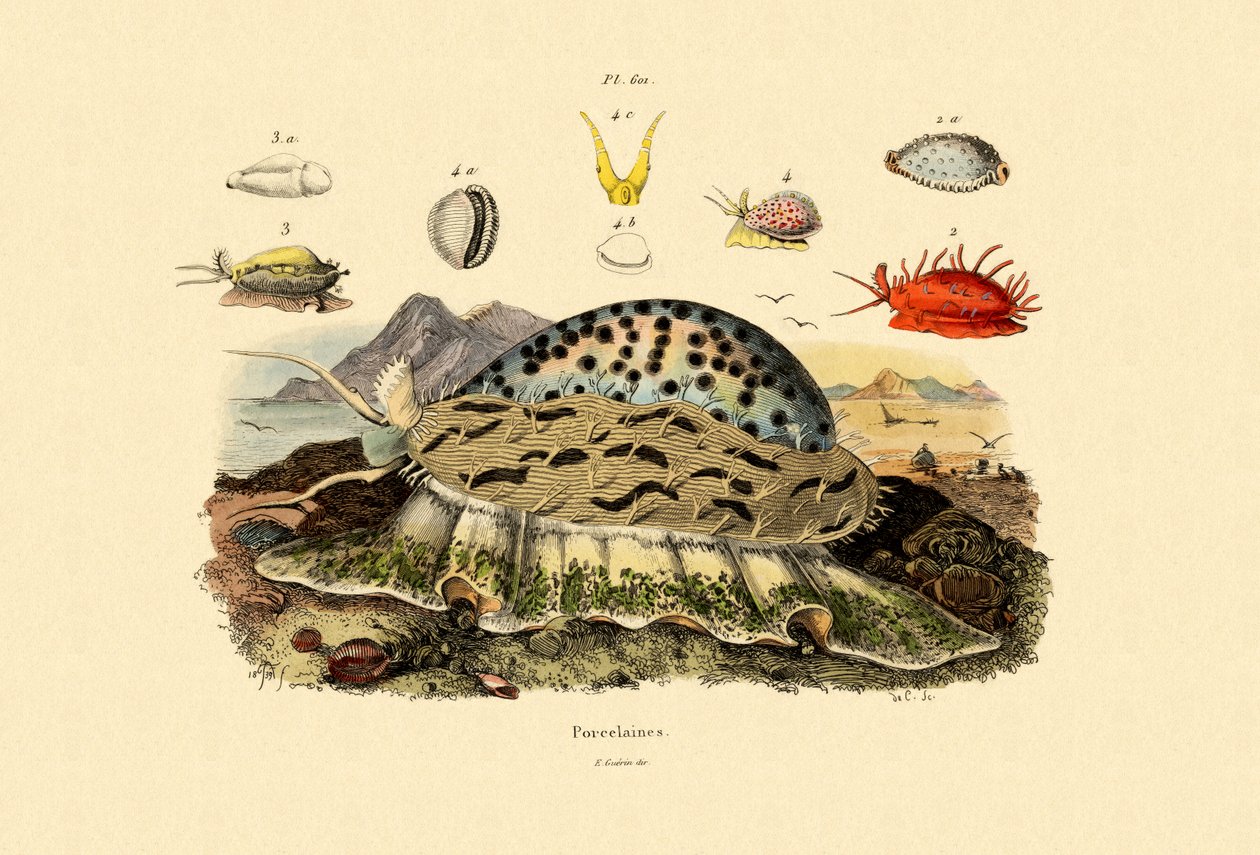 Kuğu Kabukları, 1833-39 by French School