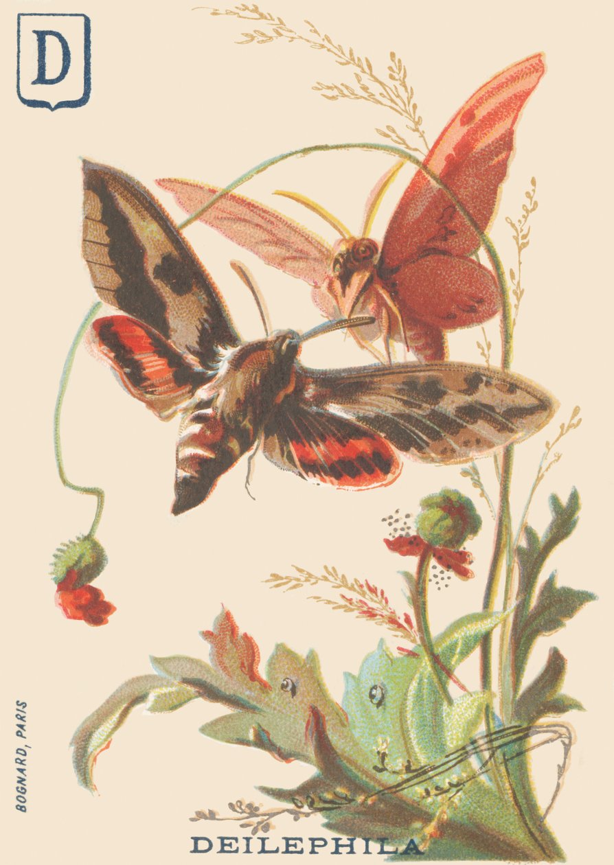 D: Deilephila (Deilephila elpenor veya asmanın büyük sfenksi) by French School
