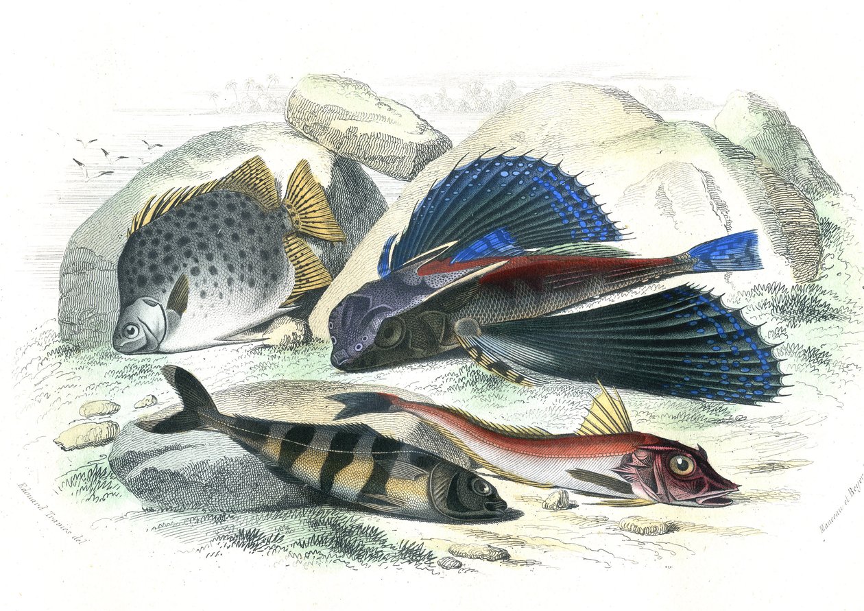 Dactyloptere pirapede (Dactylopterus pirapeda) uçan balık, Chetodon argus (scatophagus argus), centronote pilote (echeneis naucrate), Trigle Lyre (Genicanthus Melanospilos) - Bernard Germain de Lacepede (1856-192) tarafından Histoire Naturelle'den çıka by French School