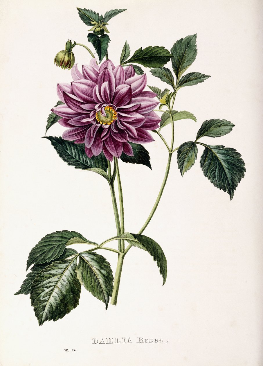Dahlia Rosea, 1715 by French School