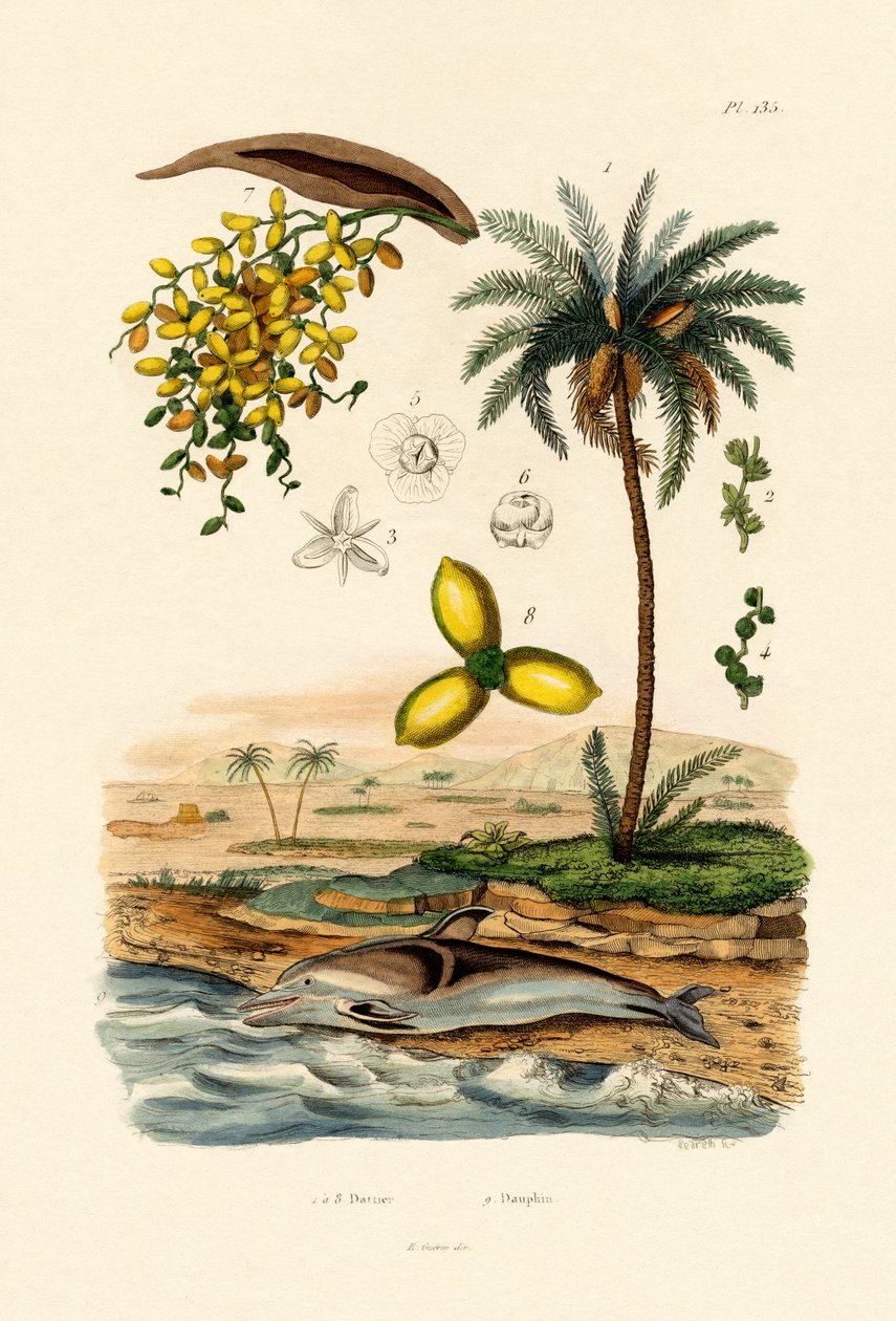 Hurma, 1833-39 by French School
