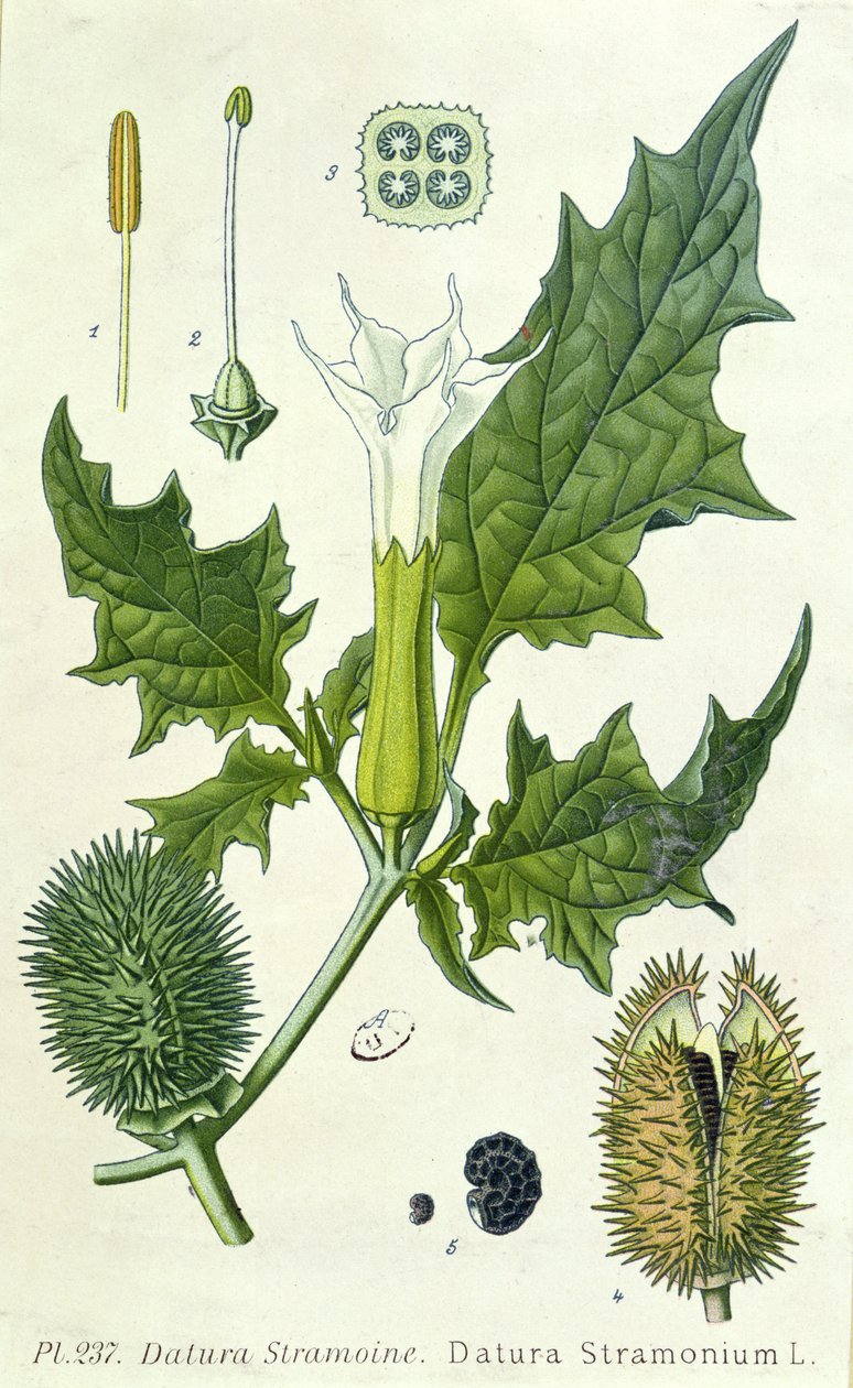 Datura stramonium, botanik tabak by French School