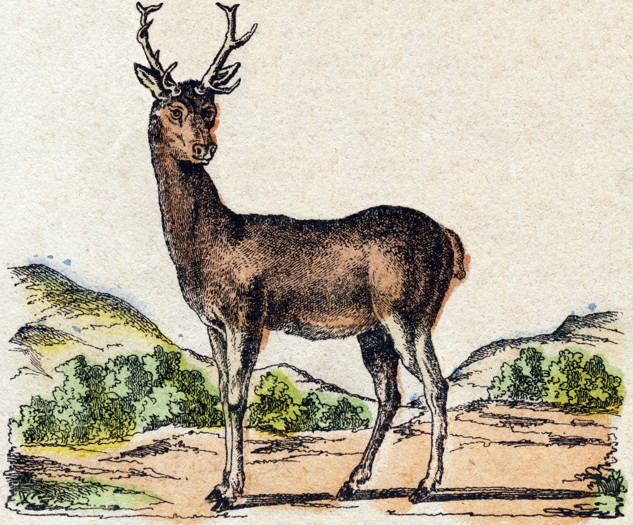 Geyik. “Alphabet des animaux sauvages” içinde gravür. 9. Seri. Epinal