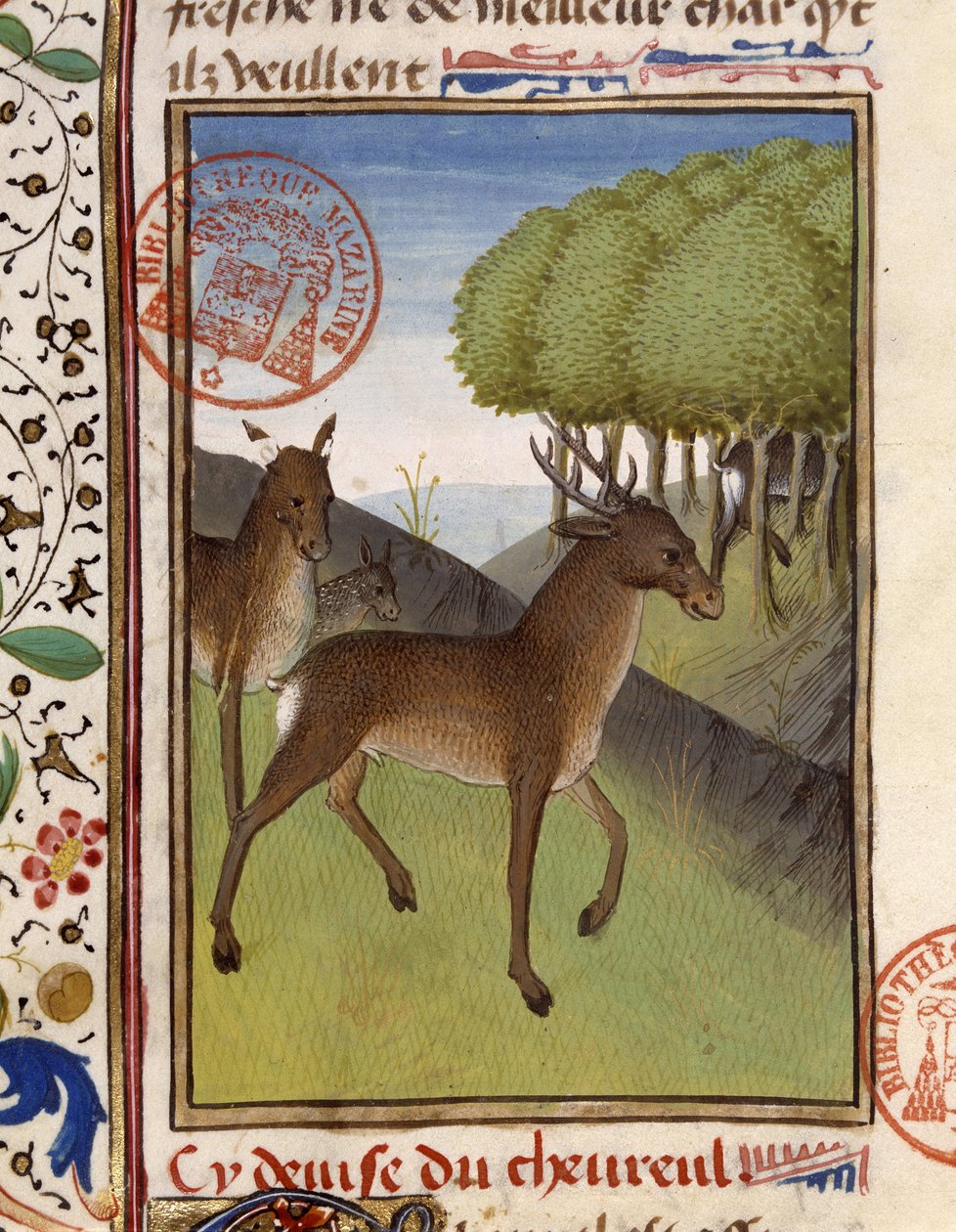 Geyik ve geyik - “” Gaston Phoebus