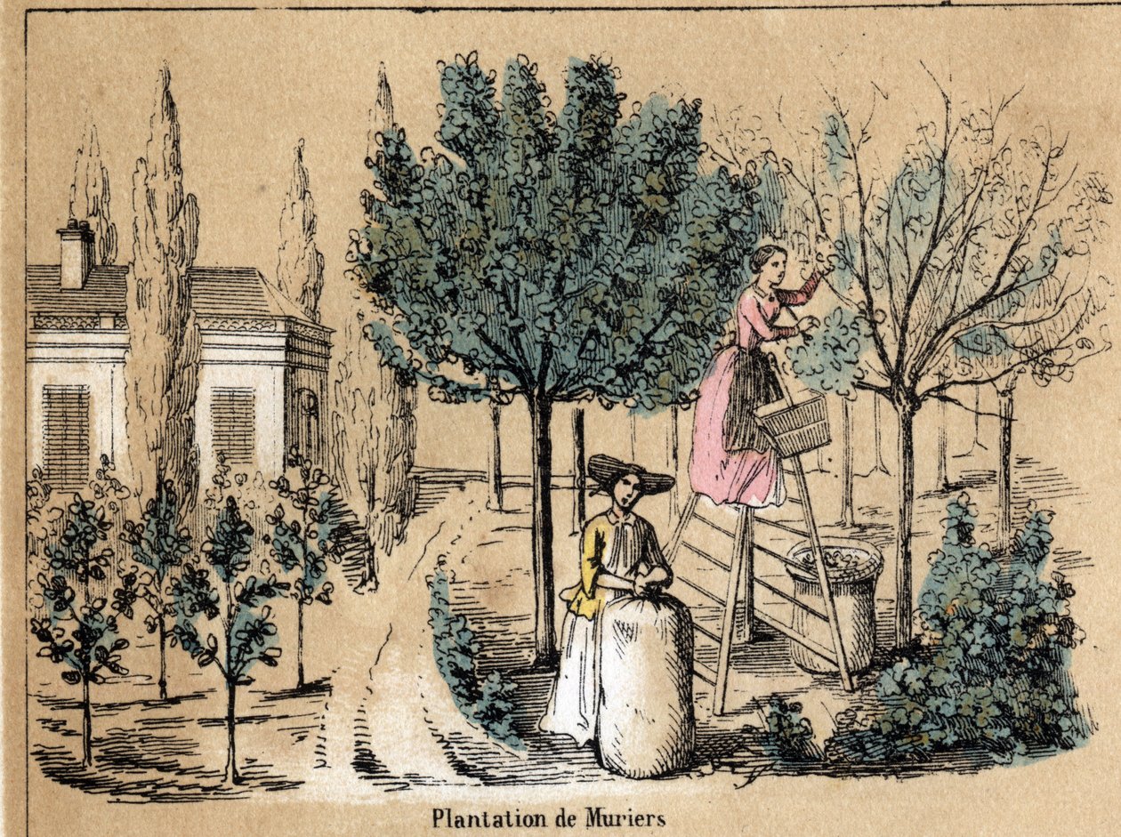 Mahsul ve ipek ürünlerinin tanımı: murier ekimi. “Les Recreations Instructives” içindeki “la soie” levhası Jules DELBRUCK imzalı sinoptik resim, 1860 tarihli gravür. Özel koleksiyon. by French School