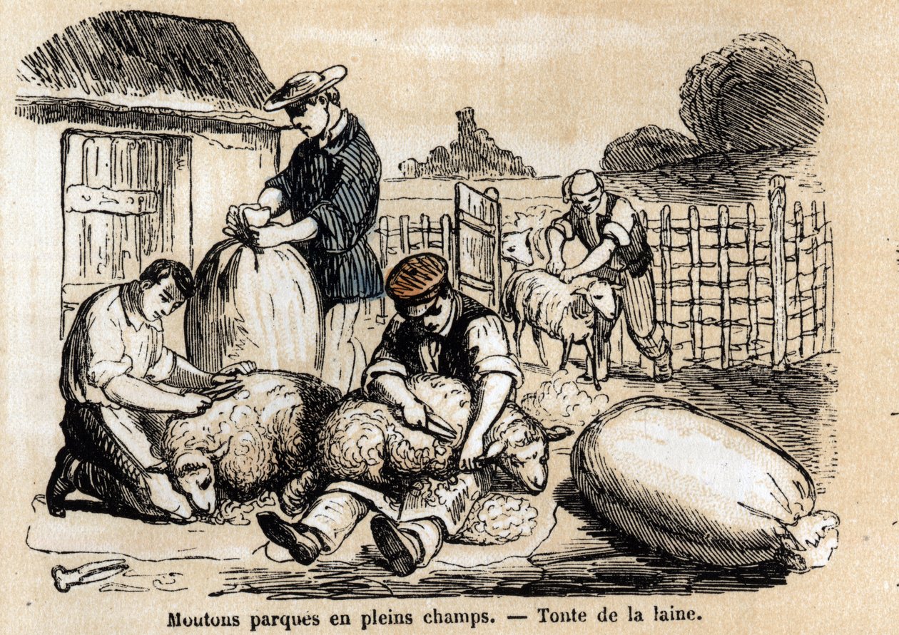 Koyunların çeşitli kullanımlarının ve ürünlerinin tanımı: koyun kesimi. “Les Recreations Instructives” içindeki “Les moutons” levhası Jules DELBRUCK imzalı sinoptik resim, 1860 tarihli gravür. Özel koleksiyon. by French School