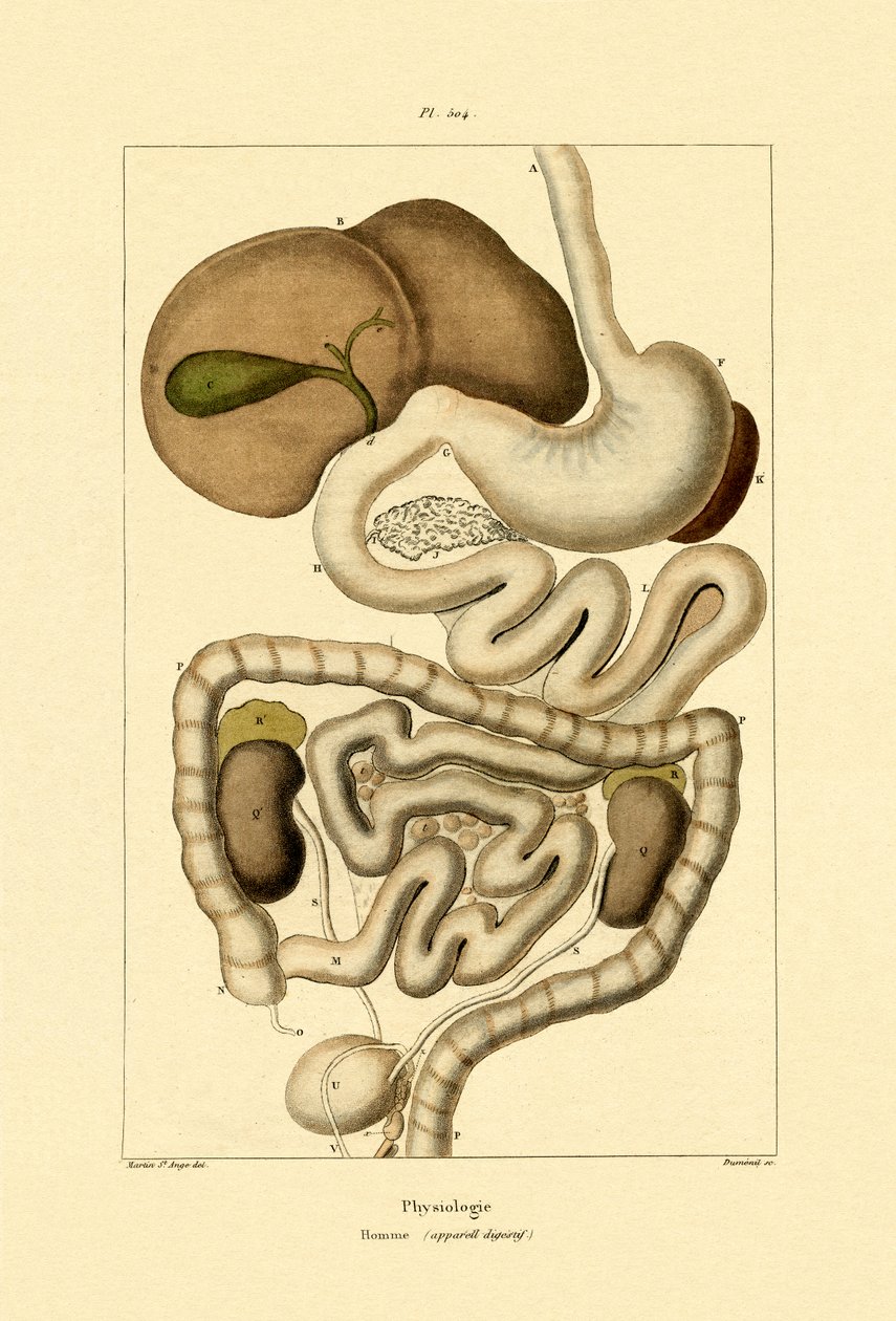 Sindirim Sistemi, 1833-39 by French School