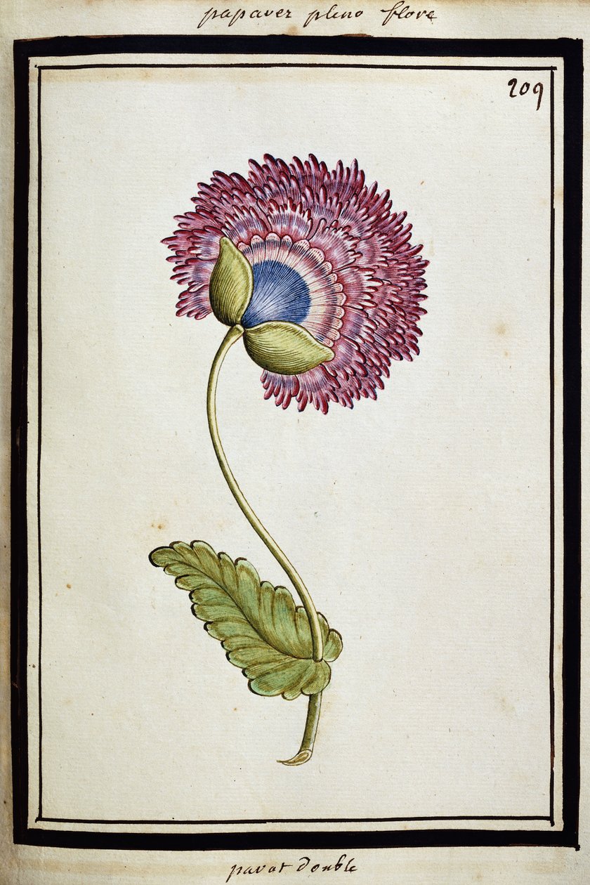 Çifte Haşhaş, c.1700 by French School
