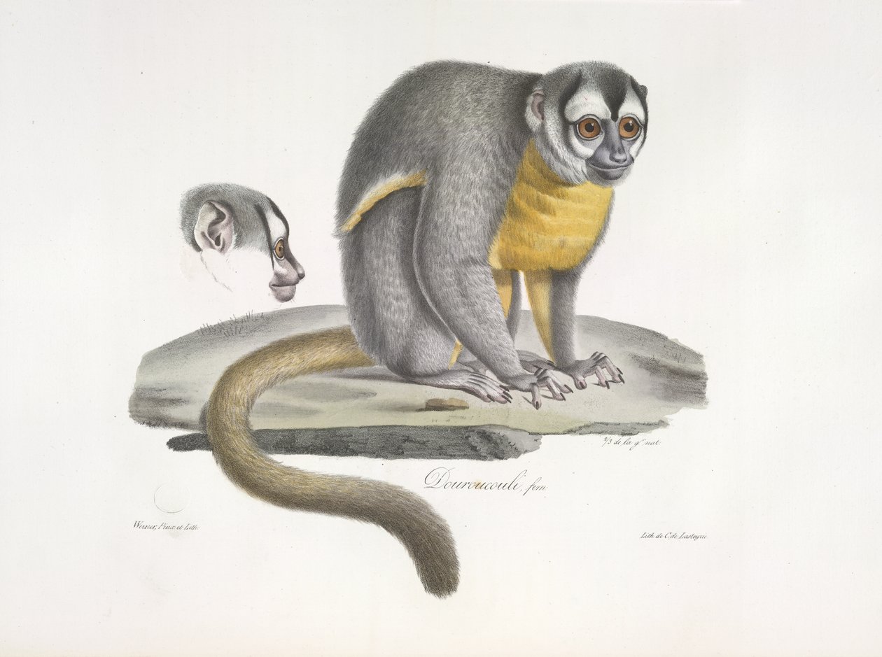 Douroucouli veya gece maymunu - Memelilerin Doğal Tarihinden Aotus trivirgatus (renkli taş) by French School