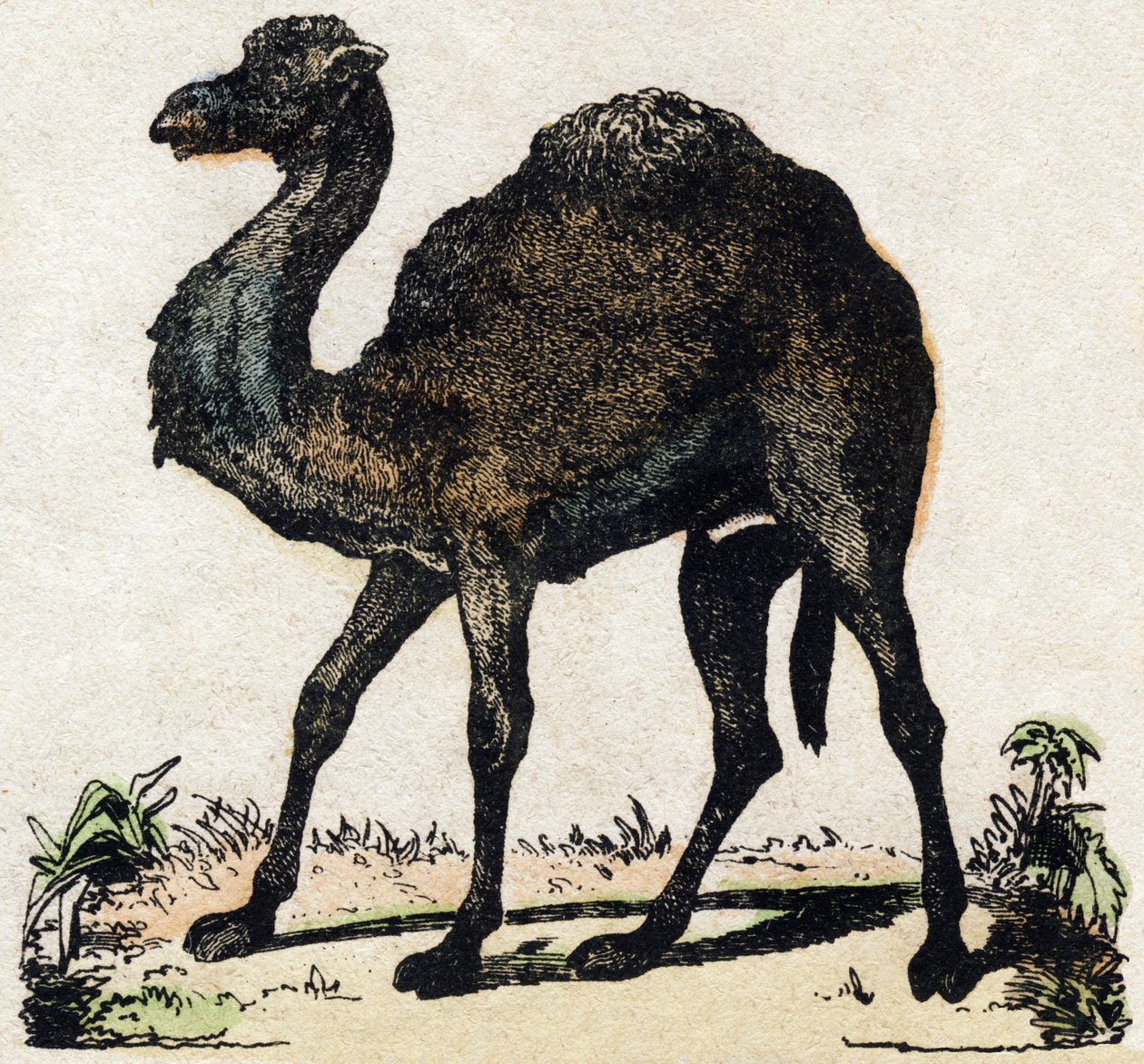Dromedary. “Alphabet des animaux sauvages”” üzerine gravür. 9. Seri. Epinal