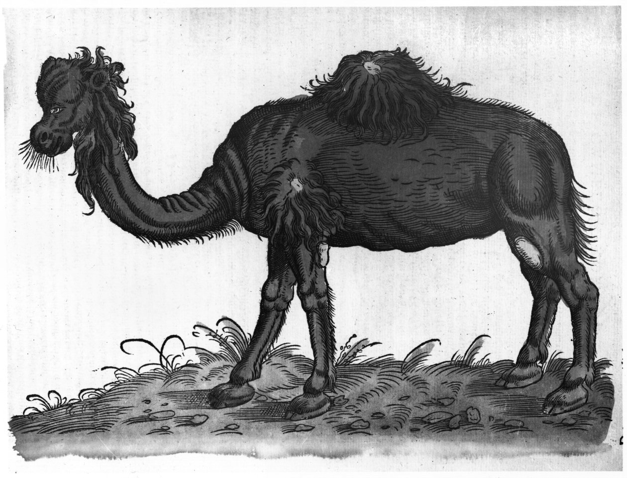 Dromedary, Conrad Gesner (1516-65) 1551 tarafından yazılan 