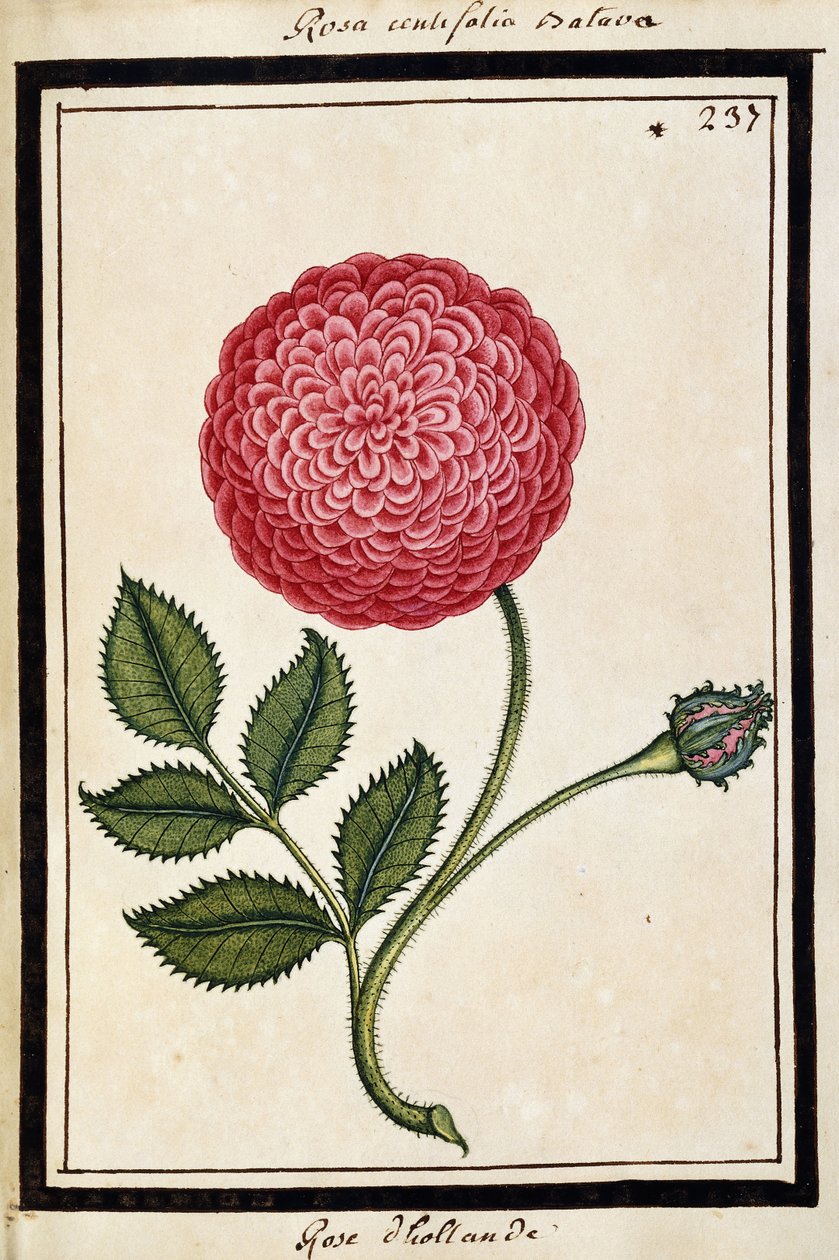 Dutch Rose, c.1700 (sulu boya çizimi, siyah çerçeveli) by French School