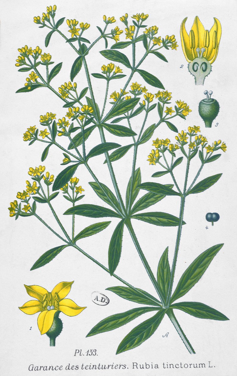Boyacılar Madder (Rubia Tinctorum) by French School