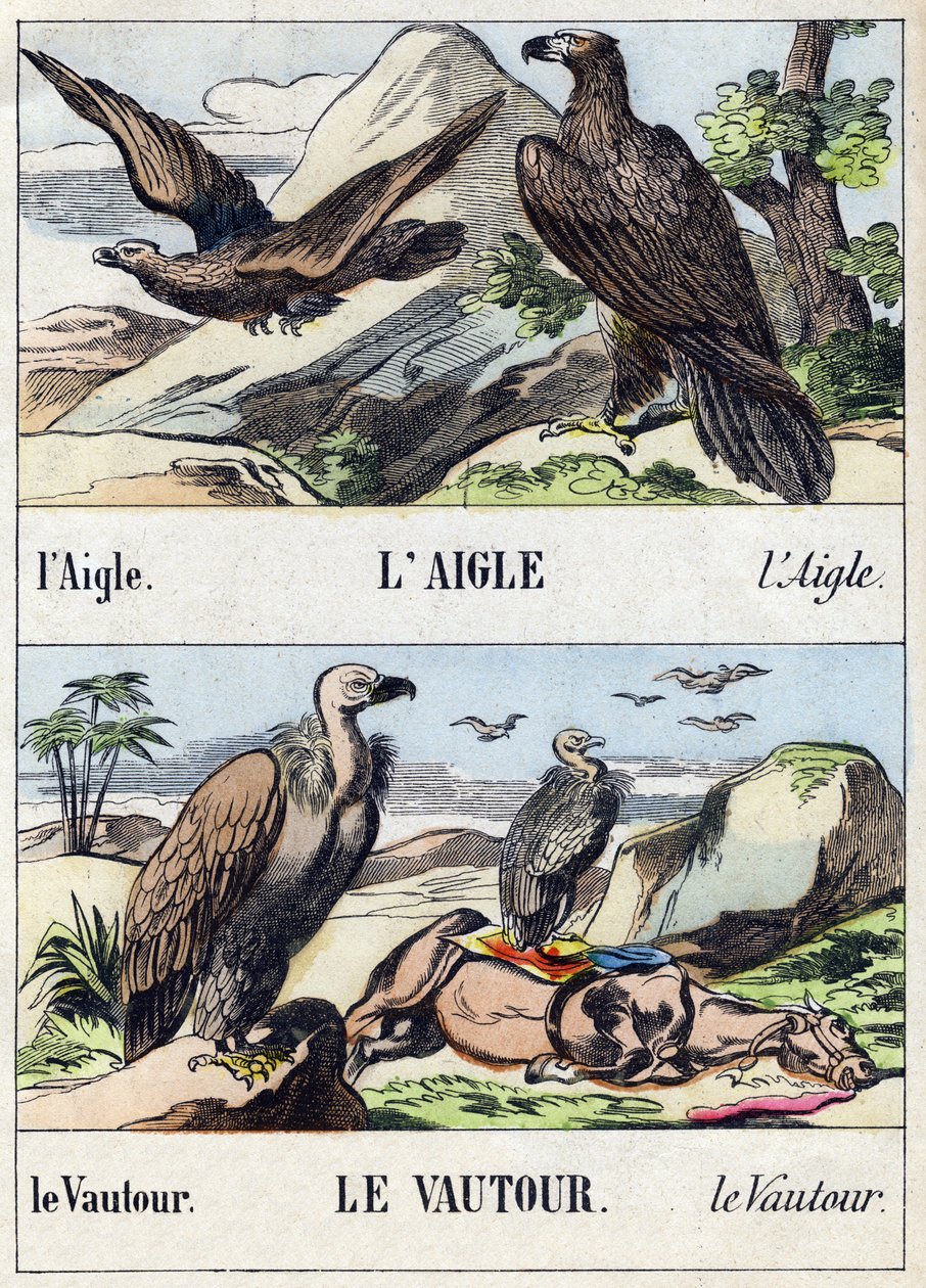 Kartal ve akbaba. "Buffon Alphabet des Oiseaux n 1" de gravür. 3. Serie N 1. Epinal