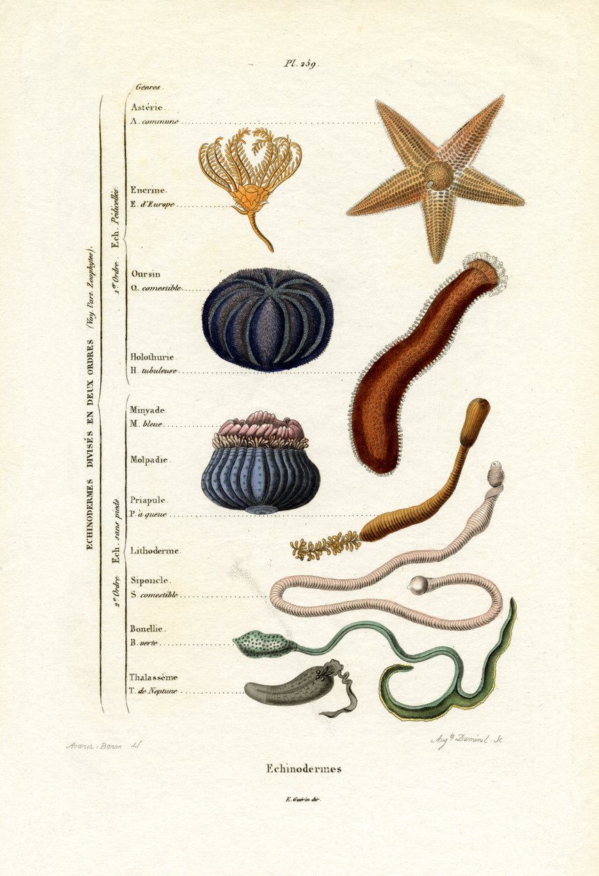 Derisidikenliler, 1833-39 by French School
