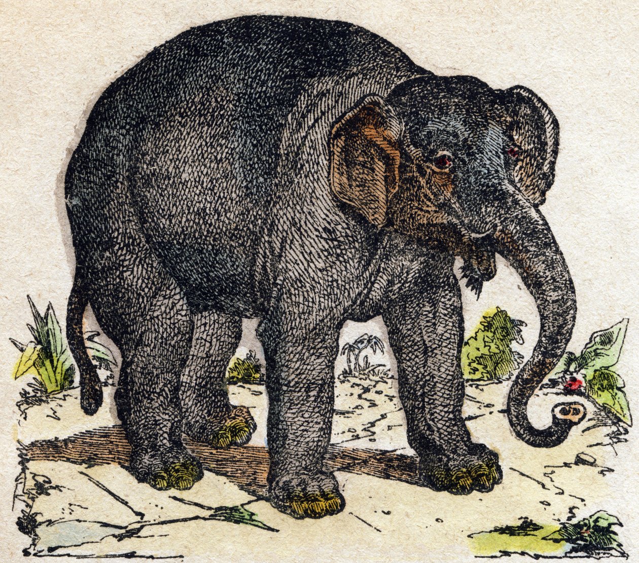 Fil. “Alphabet des animaux sauvages” içinde gravür. 9. Seri. Epinal