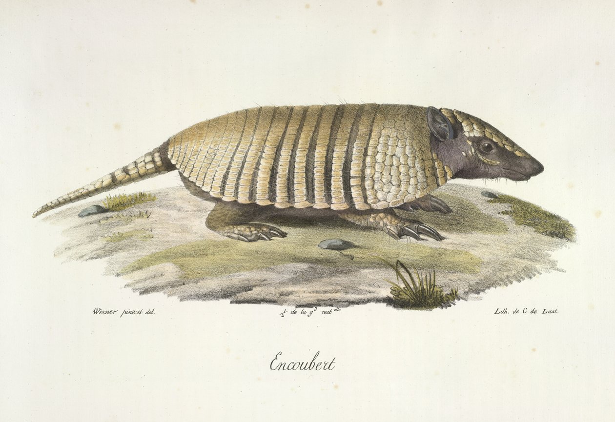 Encoubert, Armadillo, Memelilerin Doğa Tarihinden (renkli taş) by French School