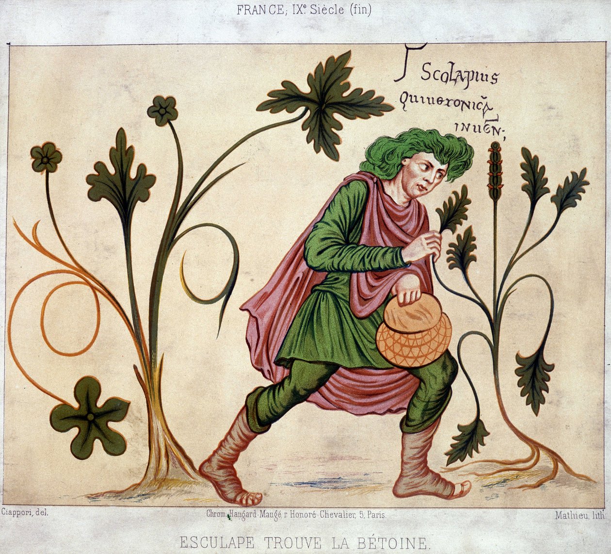 Esculapus betoneum'u (şifalı bitki) bulur by French School