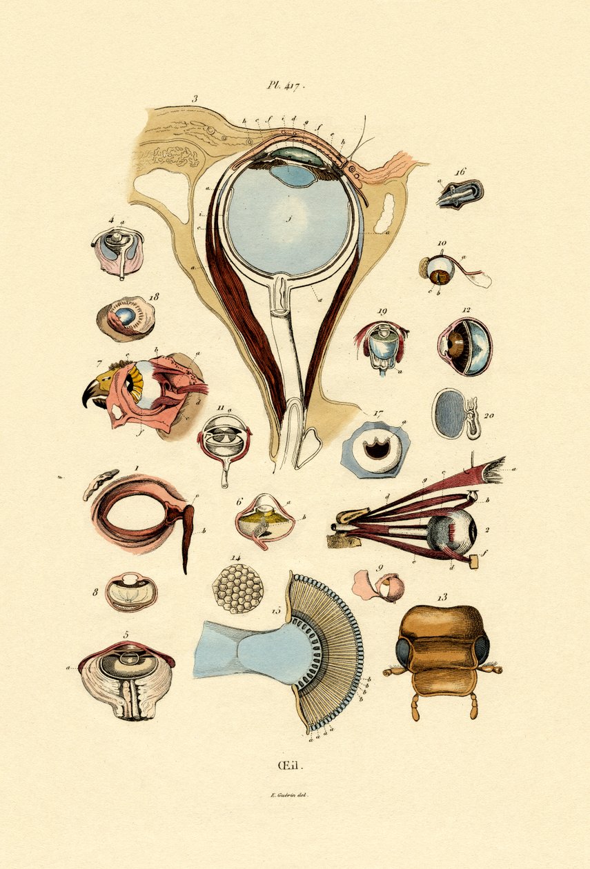 Gözler, 1833-39 by French School