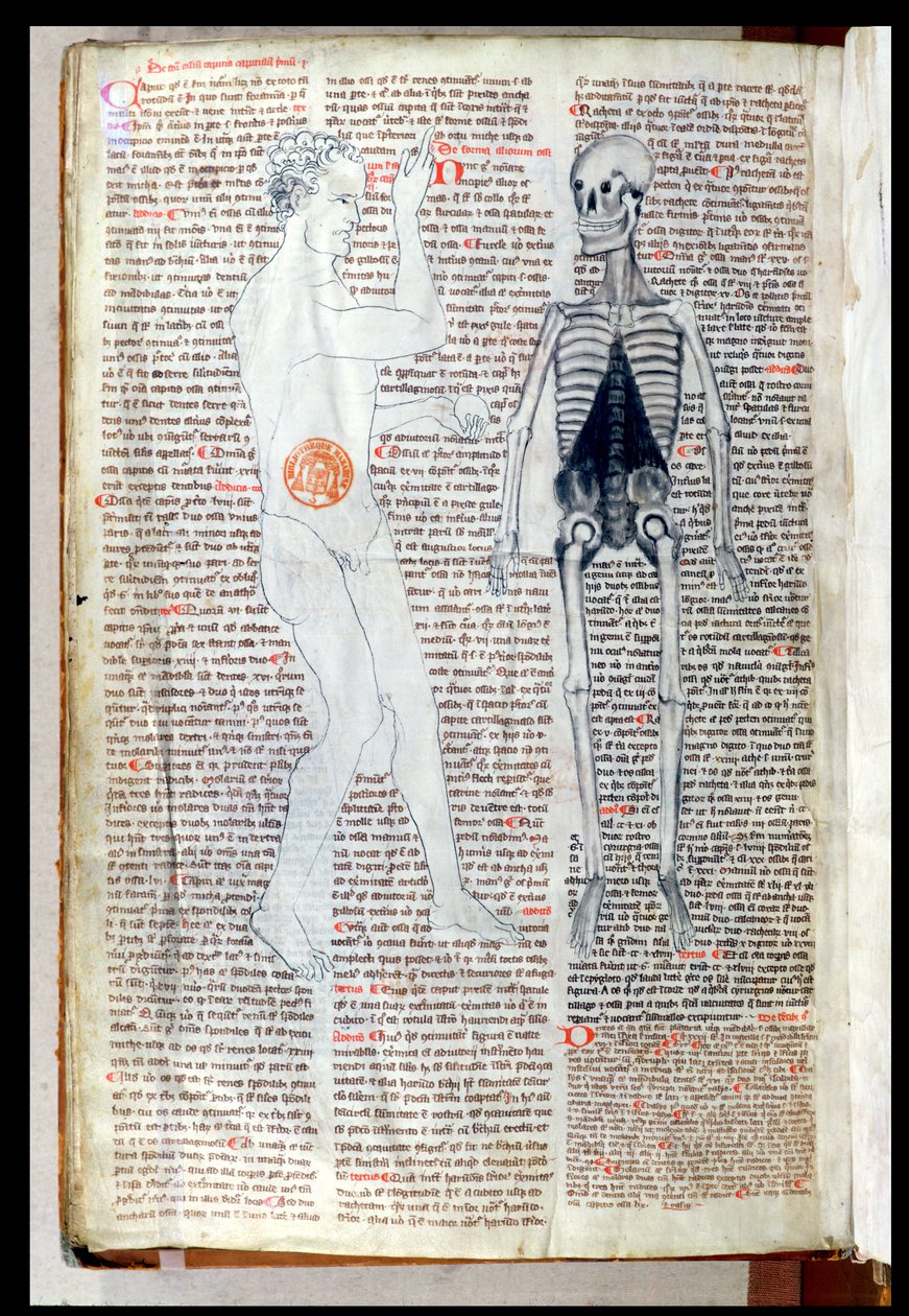 F.116v A Man and a Skeleton, Abul Qasim Khalaf ibn al-Abbas al-Zahrawi