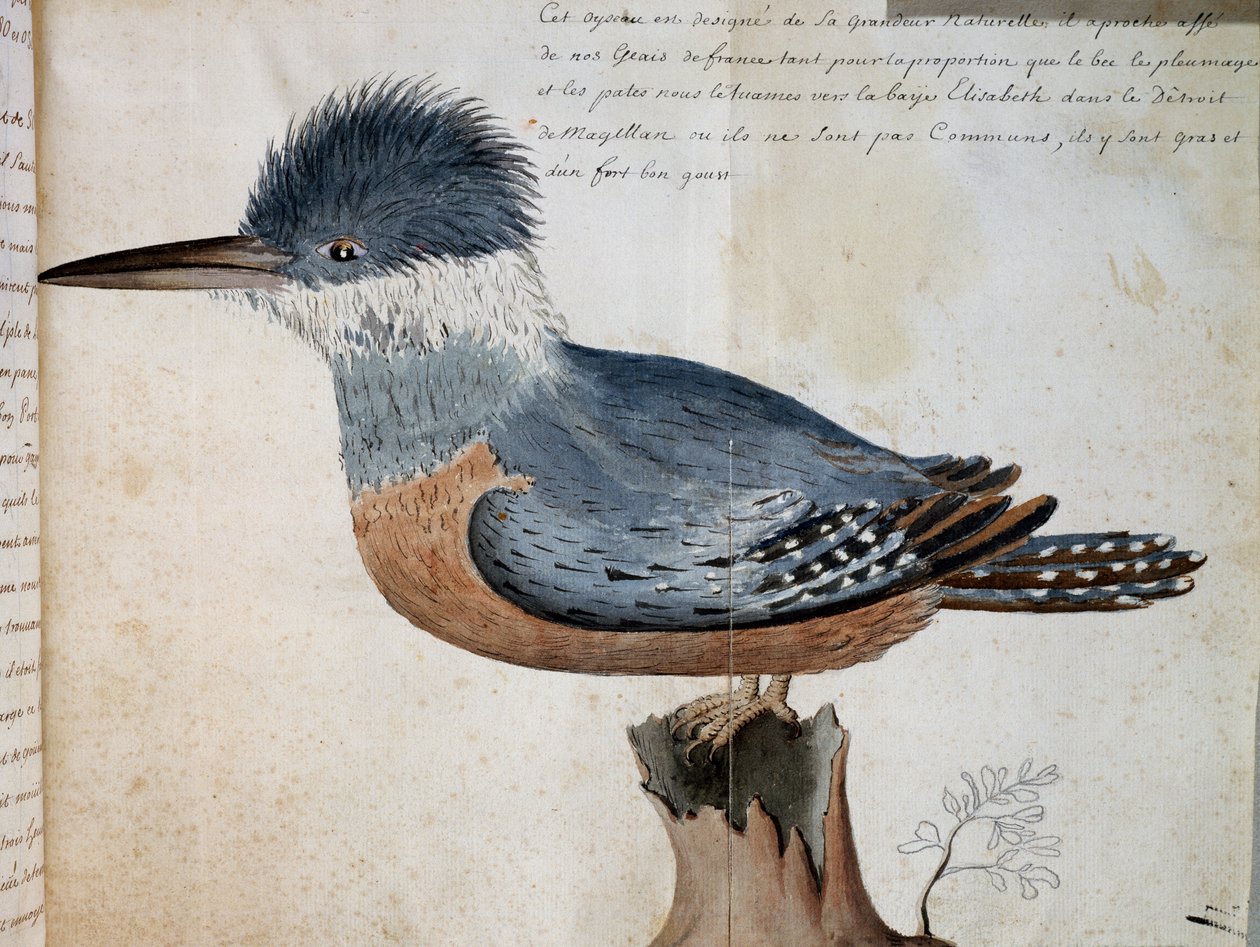 Ringed Kingfisher (Megaceryle torquata), Elizabeth Körfezi, Macellan Boğazı, Compagnie royale de la Mer du Sud