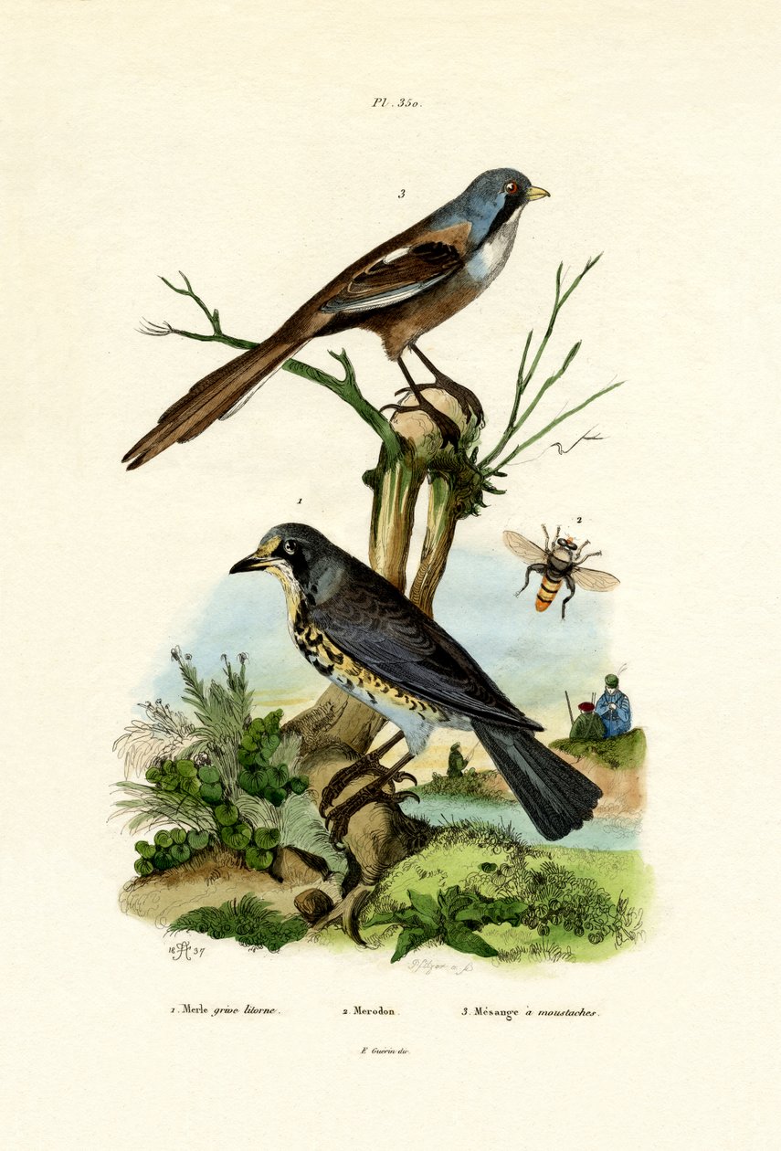 Fieldfare, 1833-39 by French School