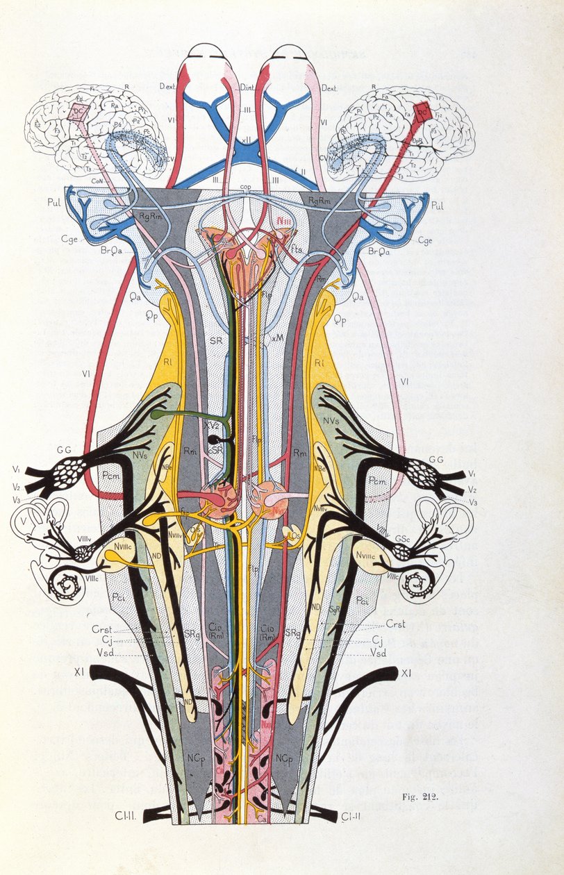 İncir. 212, Semiology of Nervous System Afections, J. Dejerine, 1914 by French School