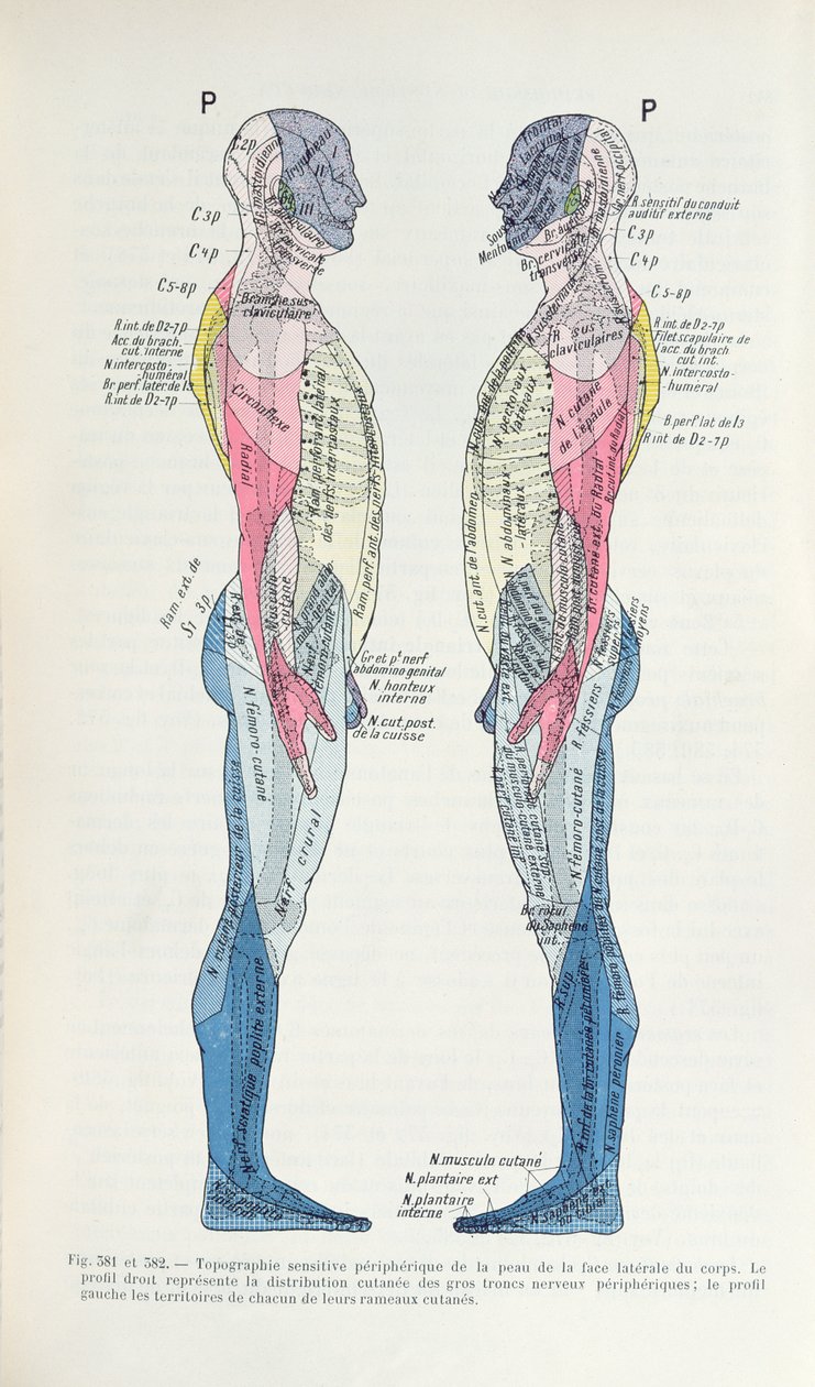 381 & 382 Sinir sistemi, Semiologie des Affections du System Nerveux, J. Dejerine, 1914 by French School