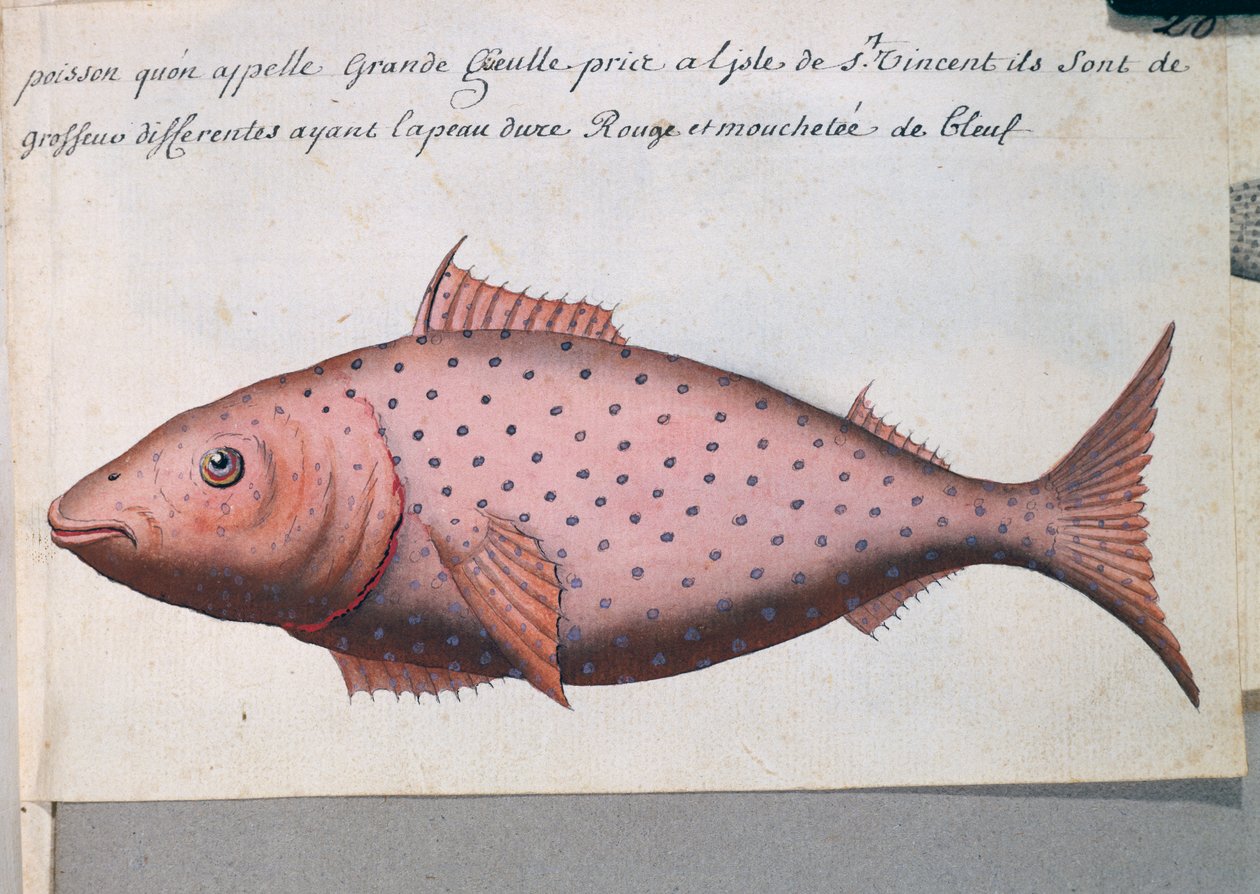 Big Mouth, Sao Vicente adası, Cape Verde, Jacques Gouin de Beauchesne (1652-1730), Compagnie royale de la Mer du Sud