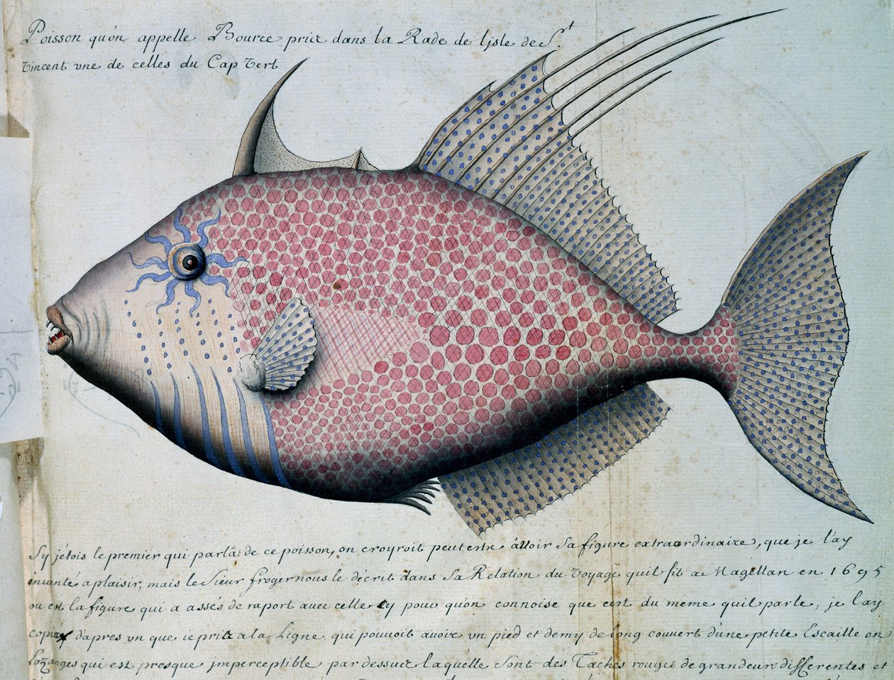 Bource, Sao Vicente adası, Cape Verde, Jacques Gouin de Beauchesne (1652-1730), Compagnie royale de la Mer du Sud