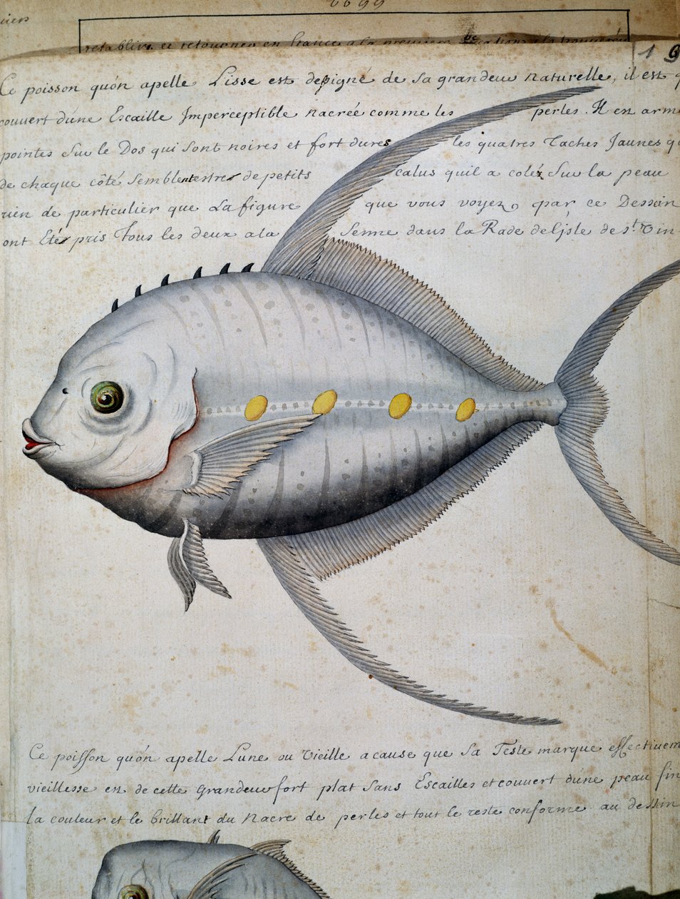 Lisse, Sao Vicente adası, Cape Verde, Jacques Gouin de Beauchesne (1652-1730), Compagnie royale de la Mer du Sud