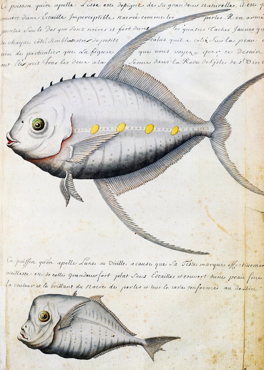 Lisse ve Ay balığı adlı balık, Sao Vicente adası, Cape Verde, Jacques Gouin de Beauchesne (1652-1730), Compagnie royale de la Mer du Sud