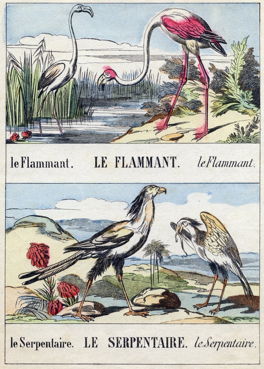 Flament ve yılan. "Buffon Alphabet des Oiseaux n 2" de gravür. 3. Serie N 2. Epinal