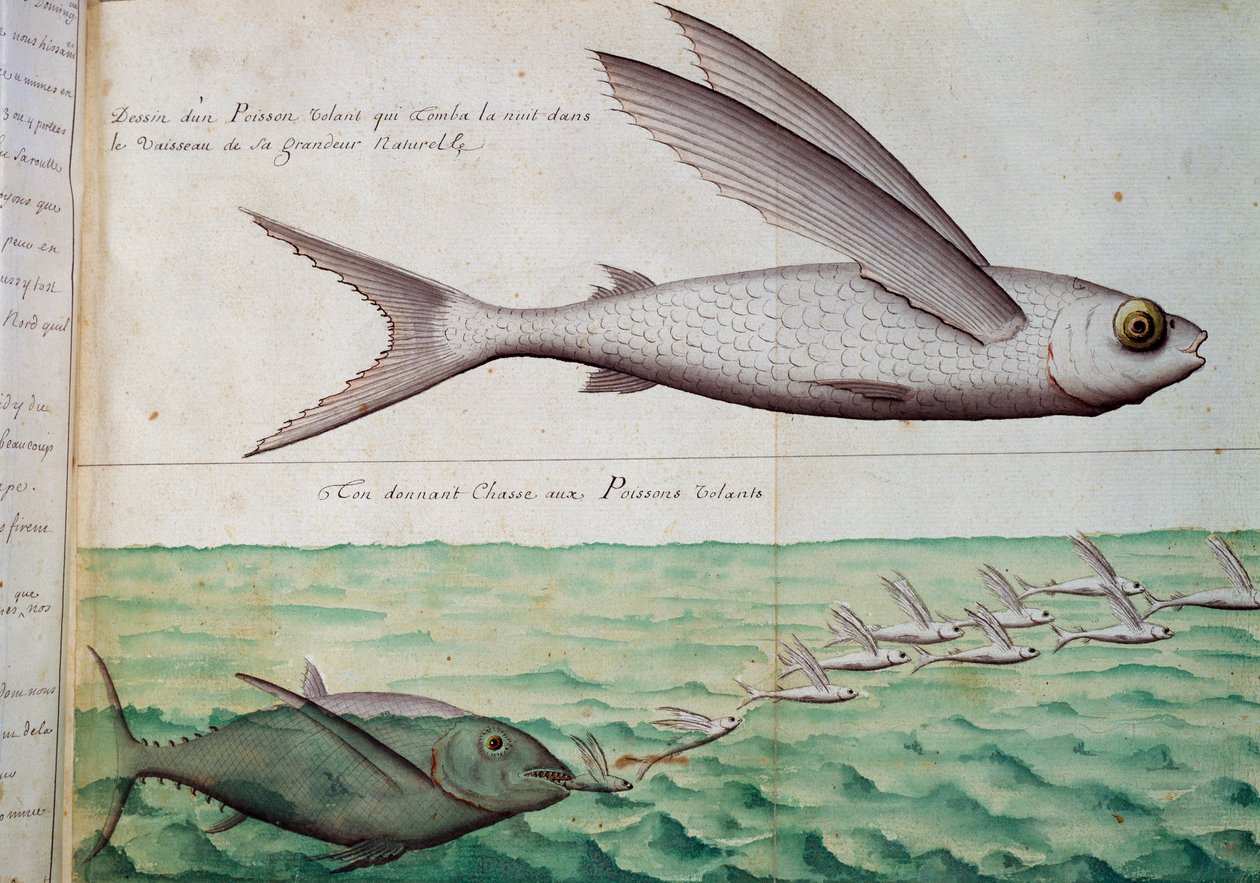 Uçan balıkları kovalayan uçan balık ve ton balığı, Yengeç Dönencesi, Jacques Gouin de Beauchesne (1652-1730), Compagnie royale de la Mer du Sud