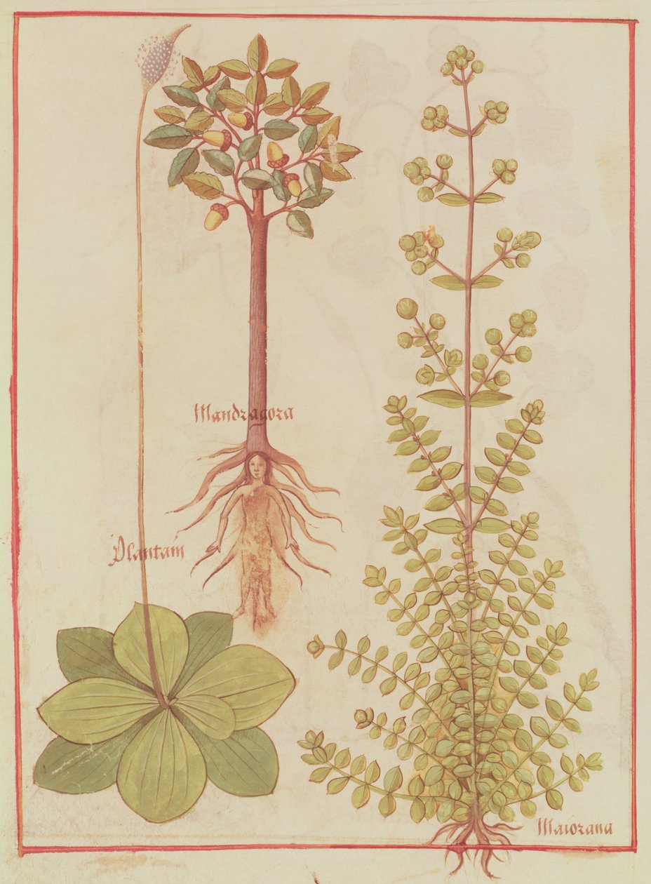 Fr 12322 f.180v Muz, mercanköşk ve mandrake, Livre des Simples Medecines