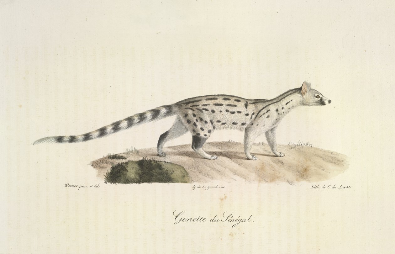 Senegal Genet, Memelilerin Doğal Tarihinden (renkli taş) by French School