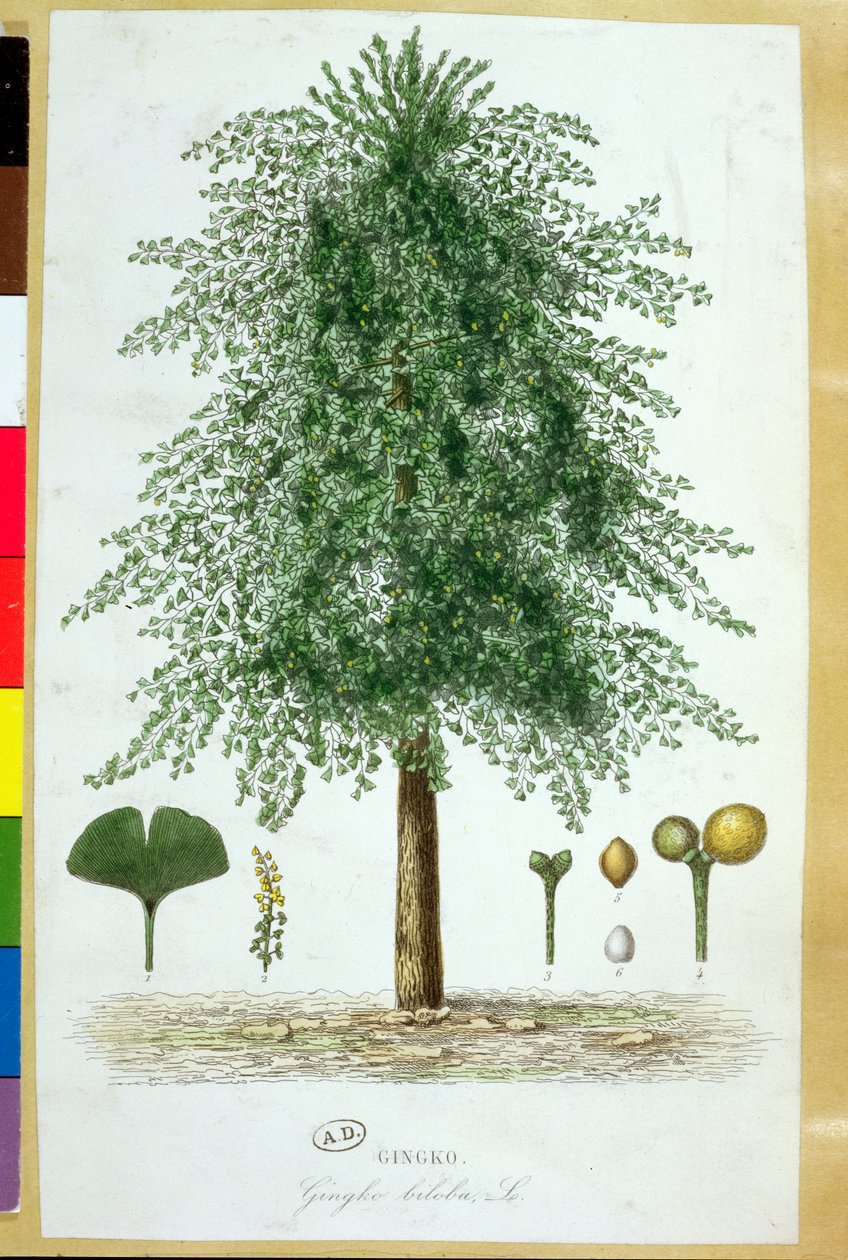 Ginkgo biloba Ağacı by French School