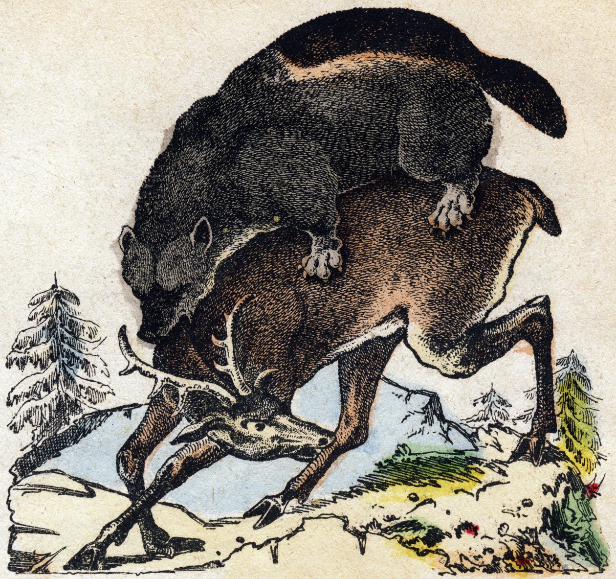 Obur. “Alphabet des animaux sauvages” içinde gravür. 9. Seri. Epinal
