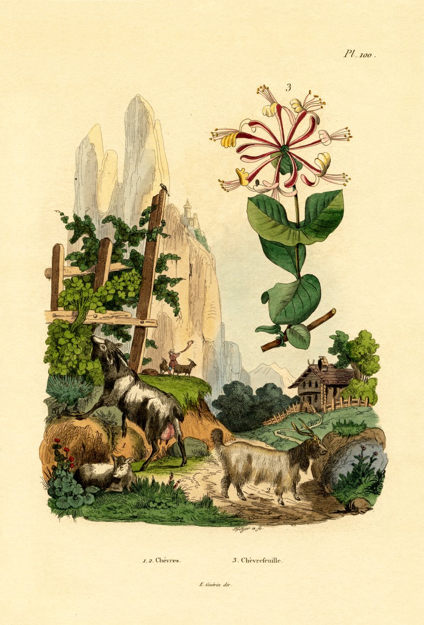 Keçiler, 1833-39 by French School