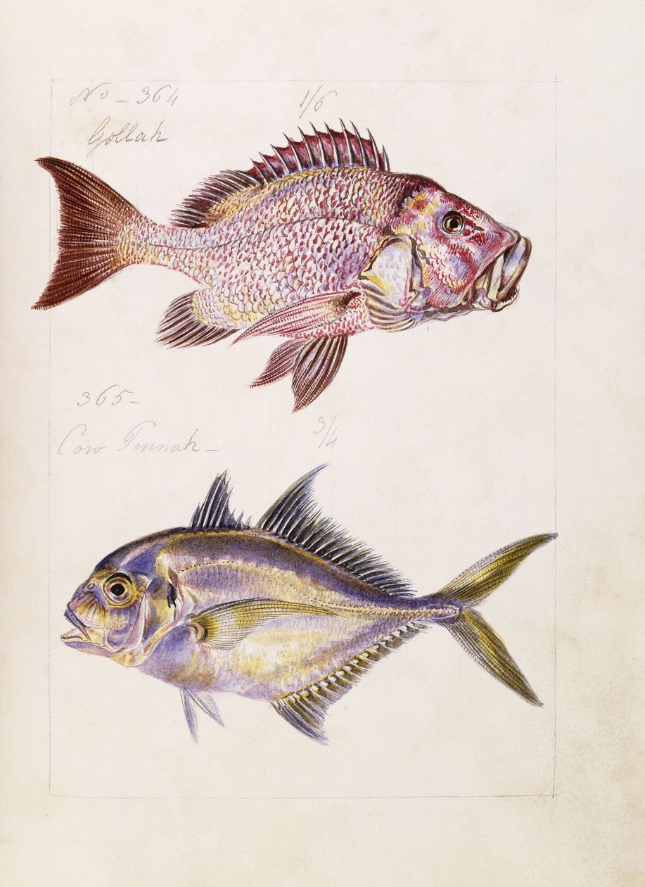 Gollah vb, c.1850 by French School