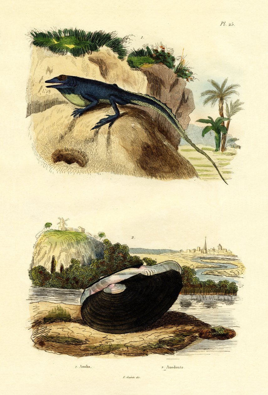 Yeşil Anole, 1833-39 by French School