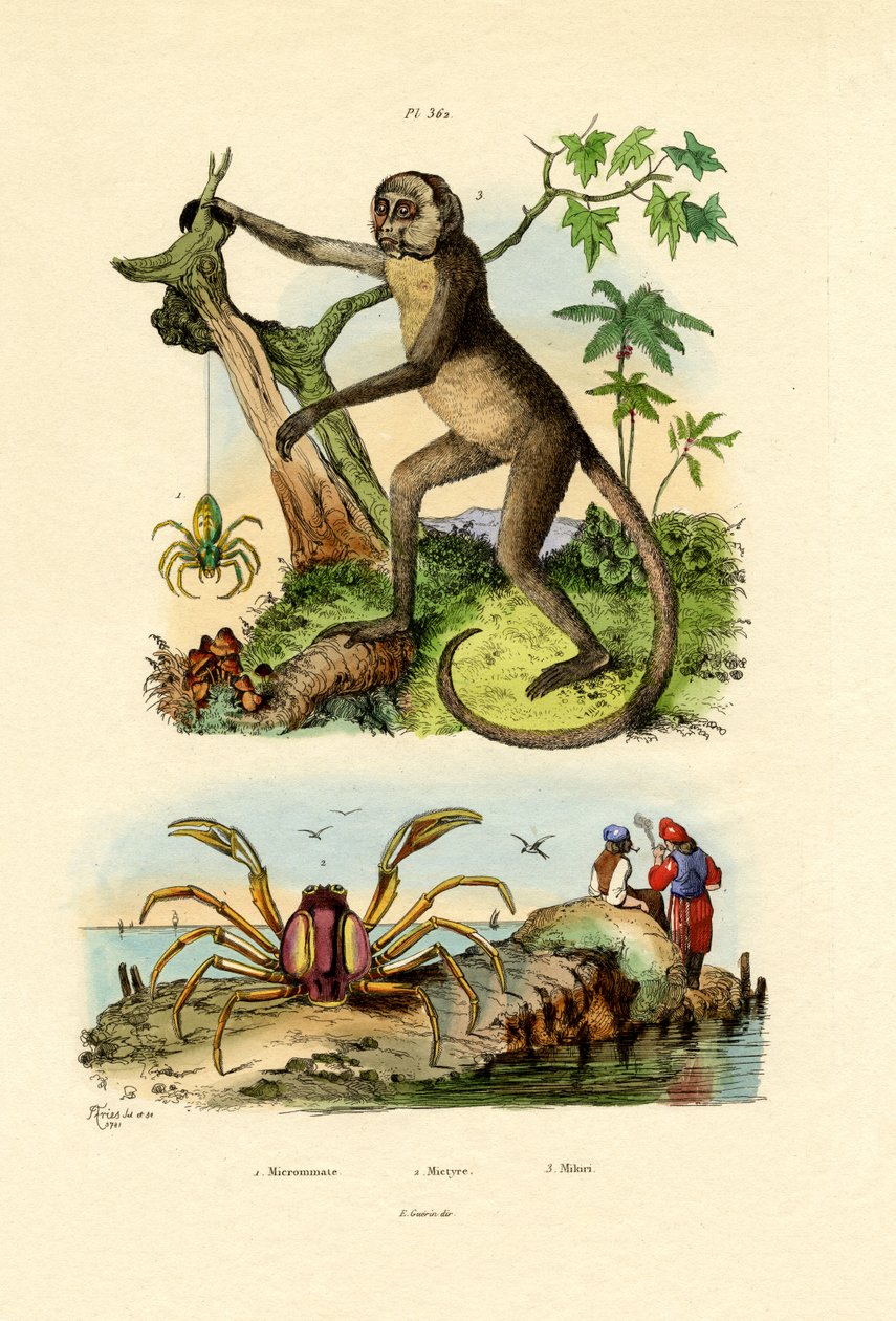 Yeşil Avcı Örümcek, 1833-39 by French School