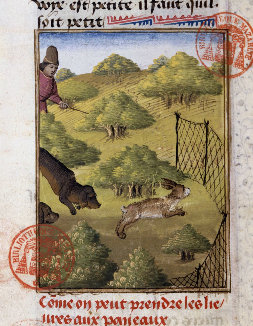 Tavşan Avı - “” Gaston Phoebus