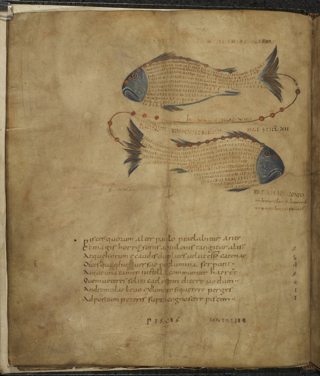 Harley 647, f.3v Takımyıldız Balıklarının İllüstrasyonu, Marcus Tullius Cicero tarafından 