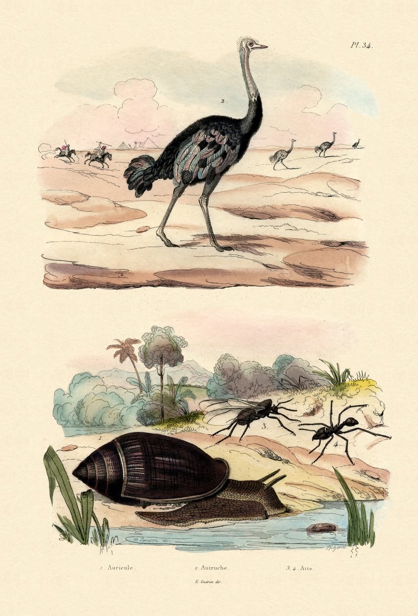 Müjdeci Salyangoz, 1833-39 by French School